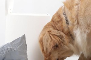 宠物狗泰迪的饮食随着年龄的生长而增加（饲养泰迪犬需根据年龄调整饮食量）