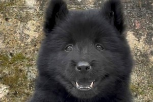 以虎头犬为主的混种犬的特点和魅力（探索以虎头犬为主的混种犬的品种配搭与特征）
