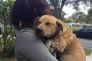 狗狗如何知道女主人怀孕？（狗狗通过嗅觉和行为的变化察觉女主人怀孕）