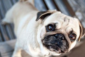 以巴哥犬的寿命之谜解析（平均寿命长达13-15年，为什么以巴哥犬能活这么久？）
