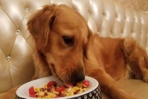 如何让狗狗爱上吃饭（探索适合狗狗的美味佳肴）