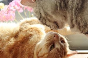 猫咪之间为何相互舔毛？（探索猫咪之间互舔毛行为的奥秘）