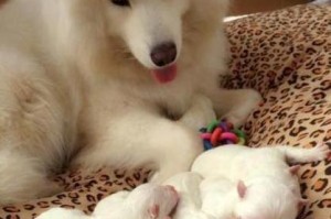 狗狗乳汁分泌是否意味着要生宝宝了？（了解狗狗乳汁分泌与妊娠症状，保护宠物健康）