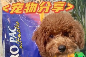 以泰迪退烧吃什么药？（探索适用于泰迪退烧的安全药物）