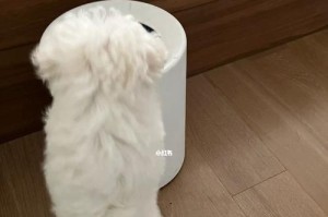 如何有效阻止宠物狗翻垃圾桶？（15个实用方法，让你的狗狗远离垃圾）