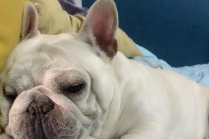 揭秘斗牛犬的高价之谜（斗牛犬为何价格不菲？是独特的品种特征造就了它的珍贵地位！）