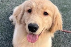 老年期狗狗的常见症状（5个症状表明你的狗狗已步入老年期）