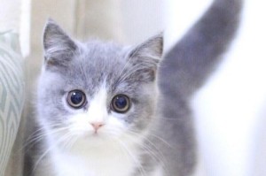 曼基康矮脚猫——迷人的小型矮脚猫品种（了解曼基康矮脚猫的特点与价格）