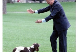 史宾格犬的养育越来越普遍（探究史宾格犬成为人们心仪的理想宠物的原因）