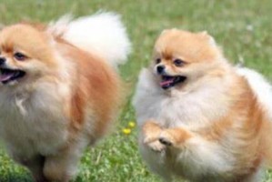 博美犬的喂养指南（了解博美犬的饮食习惯，为它提供健康的饮食）