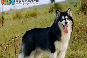 探寻阿拉斯加犬之谜（从宠物到工作犬，阿拉斯加犬的四个为什么解析）