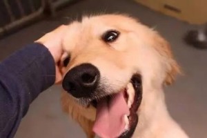 为什么狗嘴会臭？（探究狗嘴臭味的原因及解决办法）