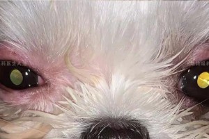 小狗眼框为什么红红的？（探究小狗眼框红红的原因及解决方法）