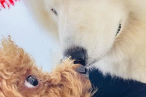 茶杯犬价格明细揭秘（茶杯犬市场价格及关键因素解析）