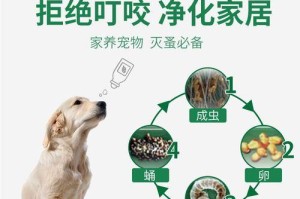 宠物健康必备，体外驱虫知识全解析（如何给狗狗体外驱虫？你需要知道这些！）