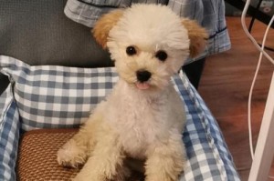 狗喜欢的颜色是什么？（揭秘狗狗喜欢的颜色以及原因）