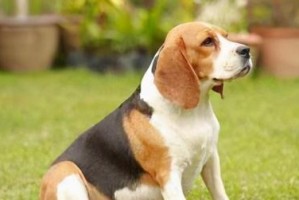 比格犬的不同时期饲养全解析（从幼犬到老年犬，你需要了解的一切）