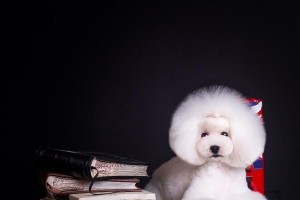 TheMostPopularDogNames（ExploringtheTopDogNamesandTheirMeanings）