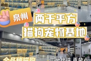 常见的英短猫品种大揭秘（挑选完美英短蓝猫的方法与技巧）