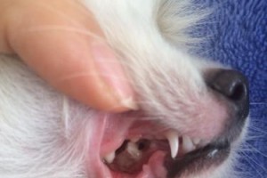 博美犬换牙齿（了解博美换牙齿的时机和注意事项）