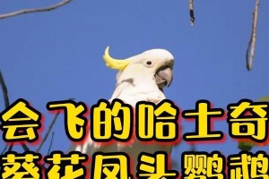 小葵花凤头鹦鹉的饲养方法（打造健康快乐的宠物生活）