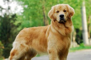 金毛犬成长周期与特征剖析（探索金毛犬成年的时间和关键特征）