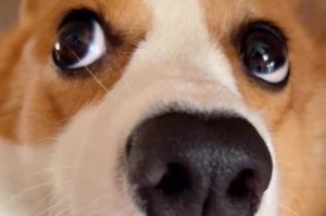 揭秘公认的粘人犬——柴犬（与人类亲密无间的柴犬宠物）
