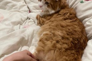 猫尾巴为什么僵硬弯？（探秘猫尾巴的神奇之处）