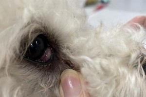 狗眼睛长肉的原因及治疗方法（探究狗眼睛长肉的成因以及有效的治疗方法）
