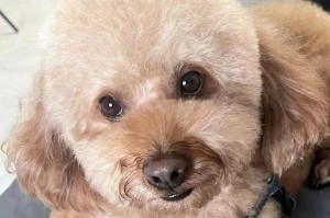养泰迪犬的花销有多大？（揭开养泰迪犬的经济秘密）