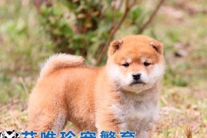 纯狗与杂交犬之争（揭开纯狗与杂交犬的区别，探寻纯洁与多样的真谛）
