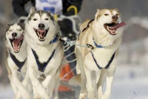 提高阿拉斯加犬训练效果的6个技巧（宠物培训教程）