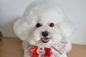 便宜好养的狗狗推荐（适合新手的狗狗品种及养护要点）