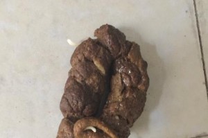 金毛犬的驱虫频率（了解金毛犬打虫的时间间隔及注意事项）