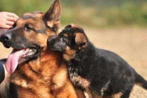 揭秘德国牧羊犬（透析德国牧羊犬的五个优点，不可忽视的理由）