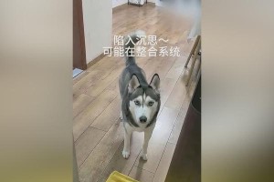 科学饲养哈士奇的注意事项（让你的哈士奇健康成长，关键在于科学的喂养）