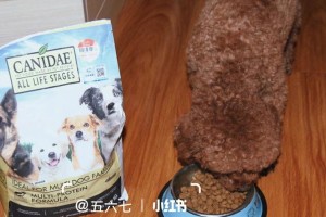 为什么狗粮会有臭味？（探究狗粮臭味的成因及解决方法）