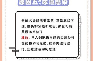 狗狗喝板蓝根的好处（增强免疫力，缓解感冒症状）