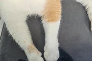 小猫肉垫为什么变黑了？（探寻小猫肉垫变色的原因及解决方法）