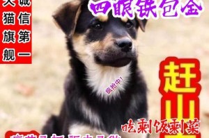 土狗为什么会咬宠物狗？（揭开土狗攻击宠物狗的原因和解决方法）