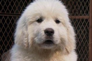 如何养好白熊犬？（成为白熊犬宠物主人的必备指南）