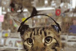 以猫屁股动图为主题的文章（探索背后的歌曲意义与趣味）