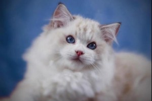 猫咪乐园（领略猫咪的魅力，尽在这些精选网站）