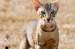 东方短毛猫的饲养指南（宠物爱好者必读，从喂养到疾病全面掌握）
