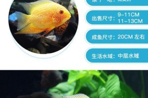 以金菠萝鱼为宠物的饲养技巧（打造健康美丽的金菠萝鱼水族箱）