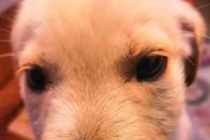 拉布拉多鼻子为什么会退色？（探究拉布拉多鼻子退色的原因及如何预防）