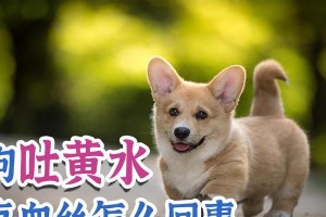 泰迪吐黄水，原因分析与预防措施（以宠物为主的常见生病症状及处理方式）