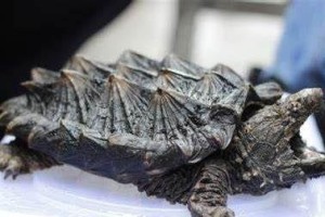 南美拟鳄龟的饲养方法（以宠物为主，让你的龟儿子健康成长）