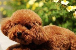 训练宠物狗的要点（打造优秀的犬只）