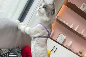 布偶猫为什么会严重掉毛？（探究布偶猫掉毛原因及解决方法）